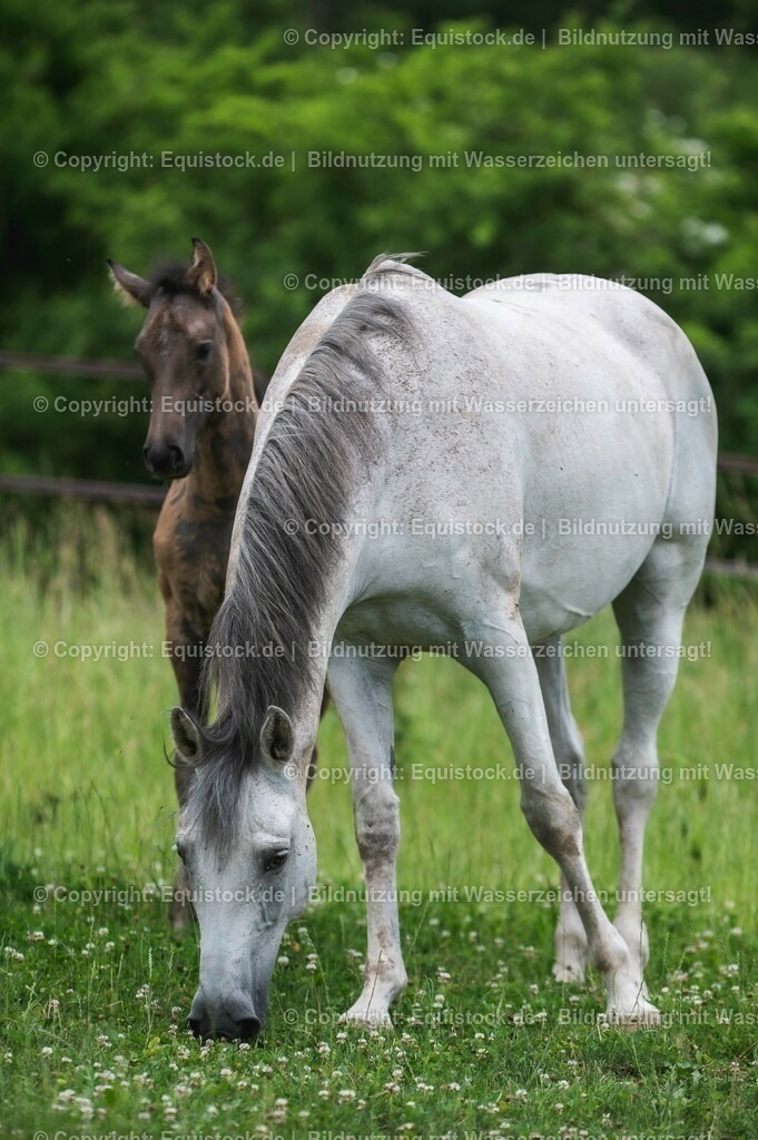 20210623_Fohlen_0491 | Foto: Thomas Hartig
