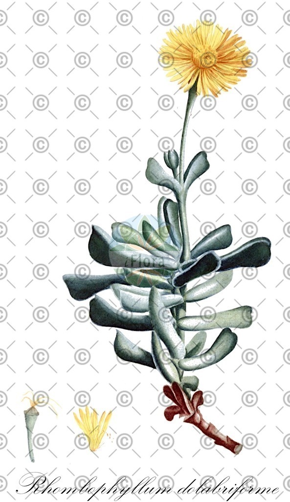 HistAbb_wfo-0000627601_1_ENZY_Simple | Historische Abbildung von Rhombophyllum dolabriforme - Aizoaceae | Historical Illustration of Rhombophyllum dolabriforme - Aizoaceae