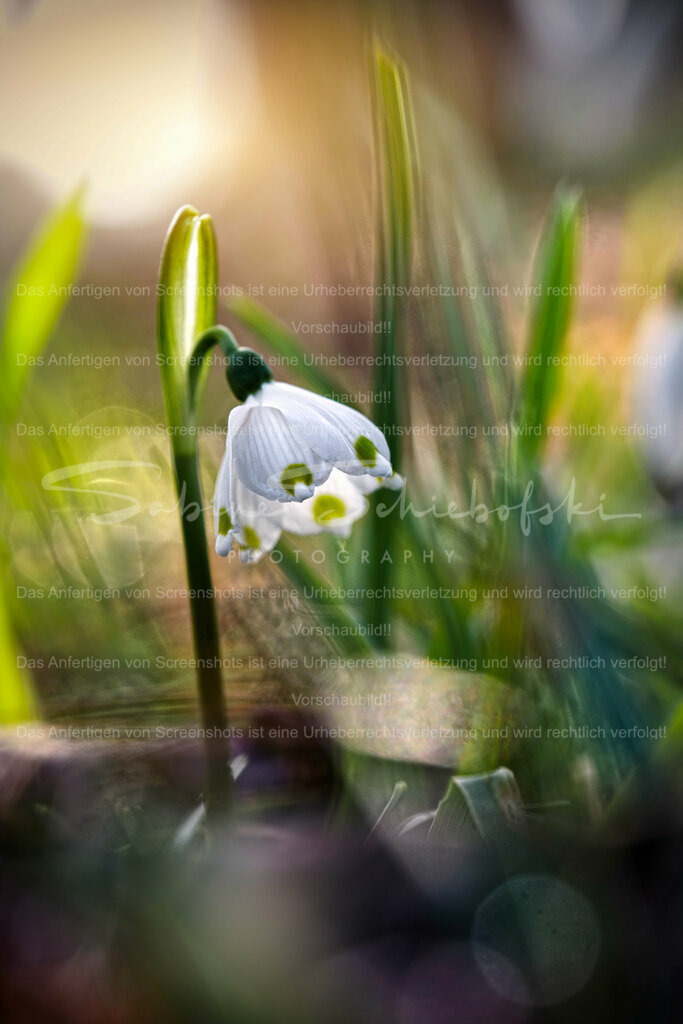 Wandbild Maerzenbecher | Märzenbecher sind eine Form der Schneeglöckchen.
#Schneeglöckchen sind kleine weiße #Blumen, die im späten #Winter oder frühen #Frühling blühen. Sie sind bekannt für ihr zartes Aussehen und gelten oft als Symbol für Hoffnung und #Erneuerung. #Schneeglöckchen sind in #Gärten und #Wäldern in ganz #Europa verbreitet. - Realisiert mit Pictrs.com