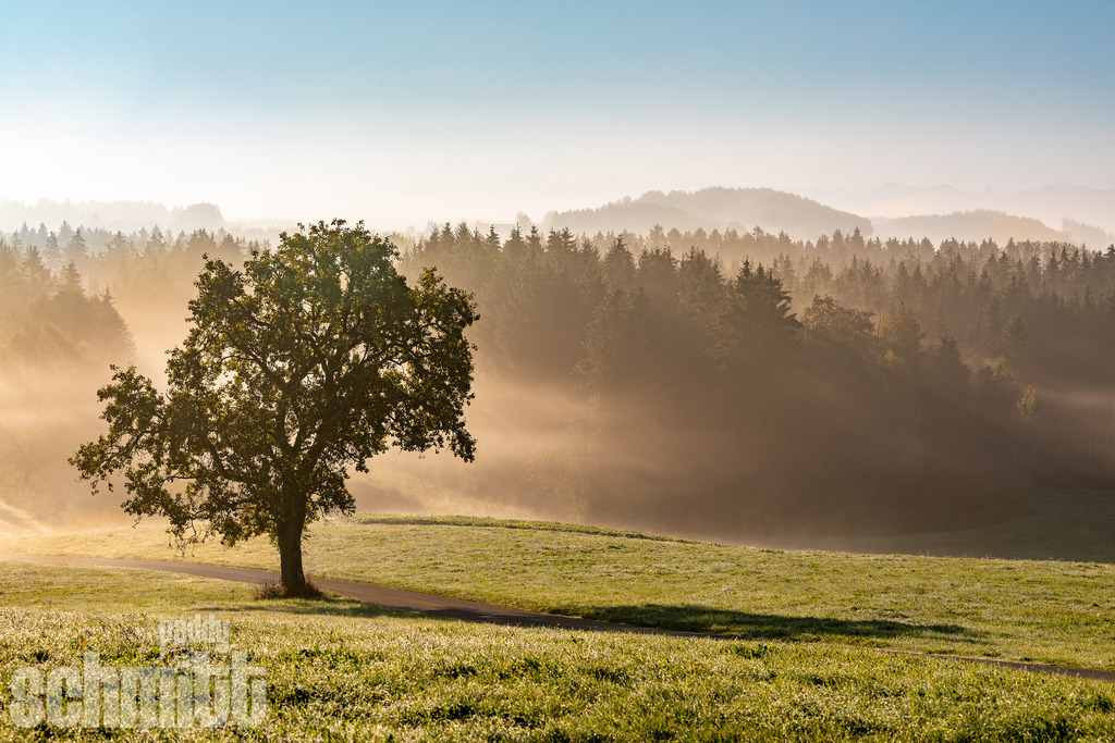 Morgennebel beim Finkenmoos nähe Kißlegg im Allgäu | Stimmungsvoller Morgennebel beim Finkenmoos nahe Kißlegg im Allgäu, der sanft über der ruhigen Landschaft liegt. Eine natürliche und idyllische Aufnahme mit der besonderen Atmosphäre eines frühen Morgens. - Realisiert mit Pictrs.com