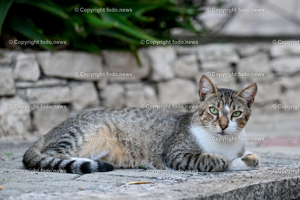Katze_ Katzen_ 16.10.2024-18 | 16.10.2024, Linz, AUT, Haustier, Katzen, im Bild Haustier, Katze, Katzen, Kater, Stubentiger, Babykatze, Mietze, Fellnase, Tierfotografie, Heimtier