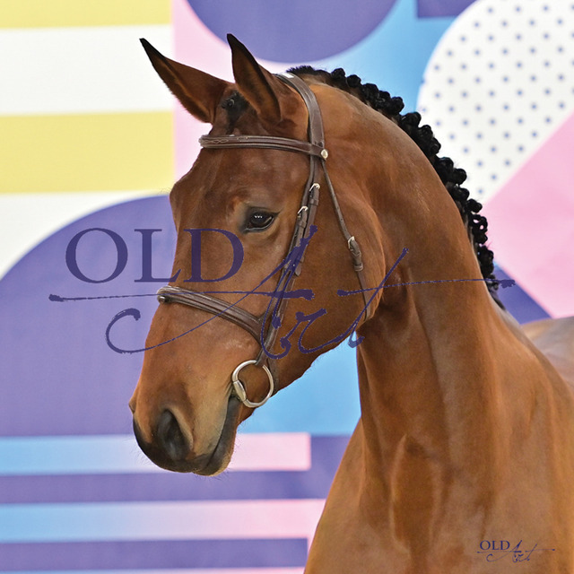 21 Amiga DE418181247819 Armison - Contendro I - Falkenstern II4 | <meta name="description" content="★Offizieller Merchandise und Foto-/Videostore des Oldenburger Verbandes.★ ✅Jetzt auch digital Ausdrucke erhältlich." />
<meta name="keywords" content="Merchandise Foto-/Videostore Oldenburger Verband Photographie 