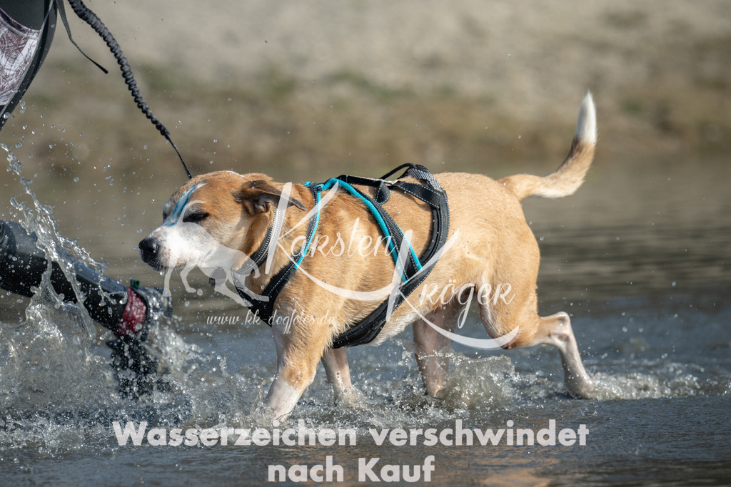 1243_ZZ91693 | kk-dogfotos