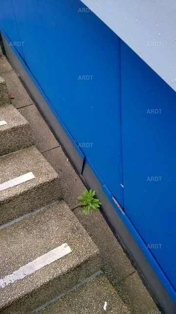Stadt Natur 4 | ARDT Foto Kunst