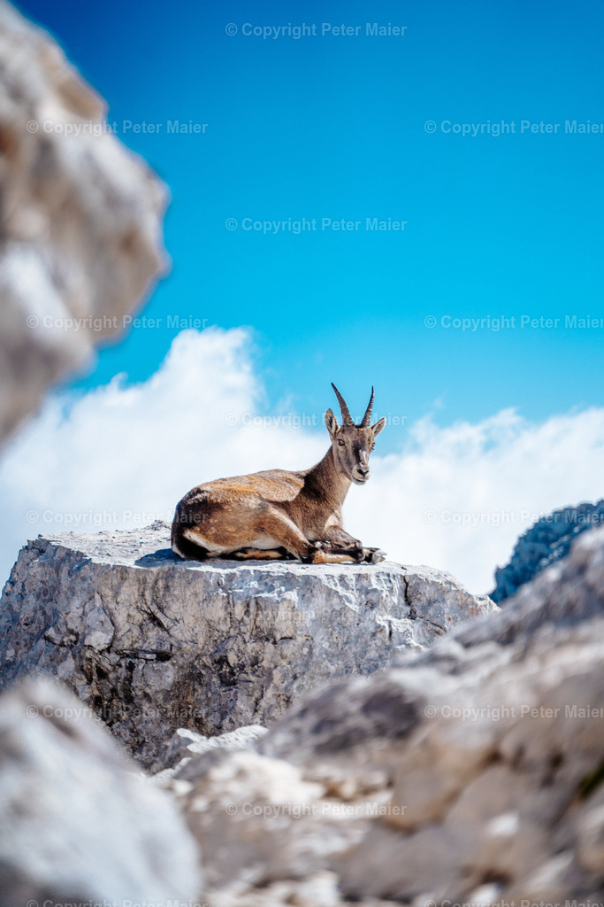 Luca_Vuerich-448 | piet_flosse