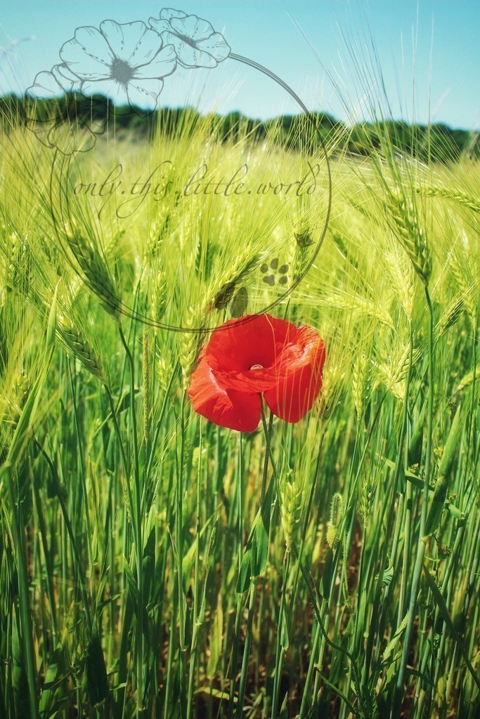 Mohnblume Gerstenfeld 01 | only.this.little.world - Realisiert mit Pictrs.com