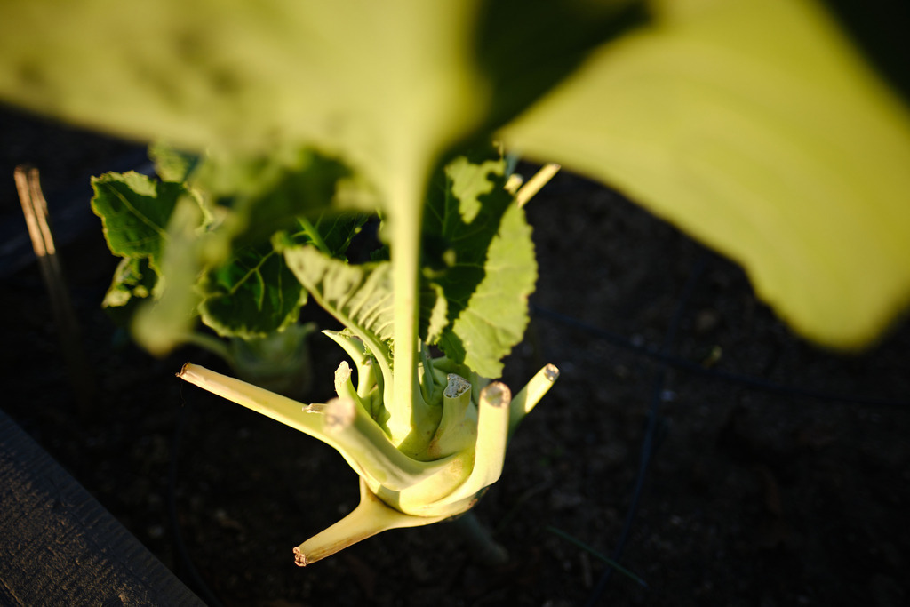 Weisse Kohlrabi im Gartenbeet | Burgenland, Austria - August 11, 2023: Weisse Kohlrabi im Gartenbeet im Gegenlicht. - Realisiert mit Pictrs.com