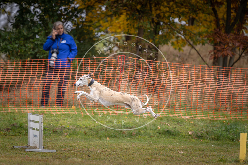 Pfotenfotografie_DV3A1377 | Hundefotografie, Tierfotograf, Pfotenfotografie, Fotoshooting Hund, Hunde Portrait, Hundesport, Hundeportraits, Heideshooting, Hunde, Sportfotograf, Hundefotograf, Turnierhundsport, THS,  - Realisiert mit Pictrs.com