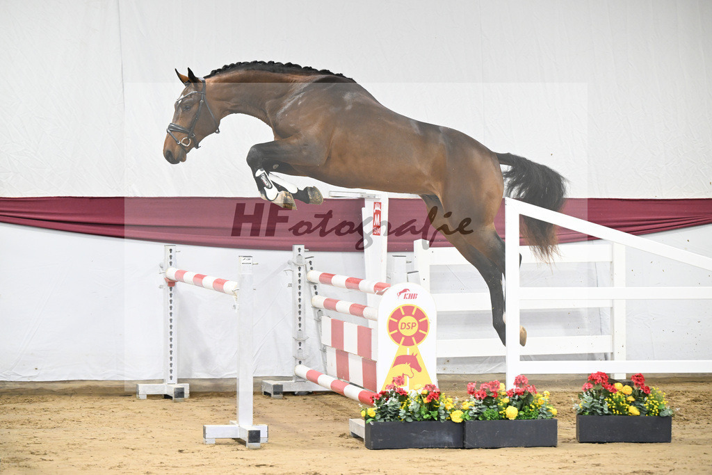 Kat-Nr. 3 Jasper x Carolus I_Klemens Zeil _47250057 | hf-fotografie - Realisiert mit Pictrs.com