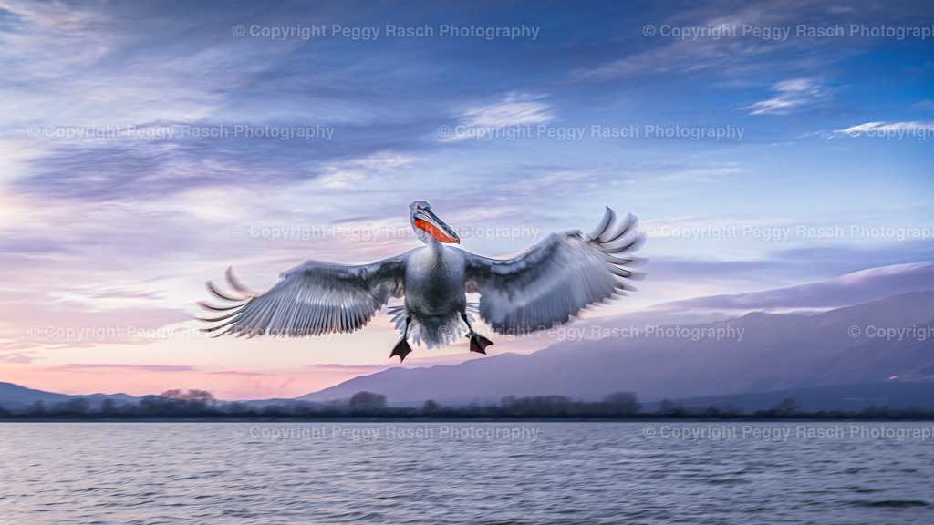 Pelikane_2024_3. Tag_abends_groß-18 | PeggyRaschPhotography - Realisiert mit Pictrs.com