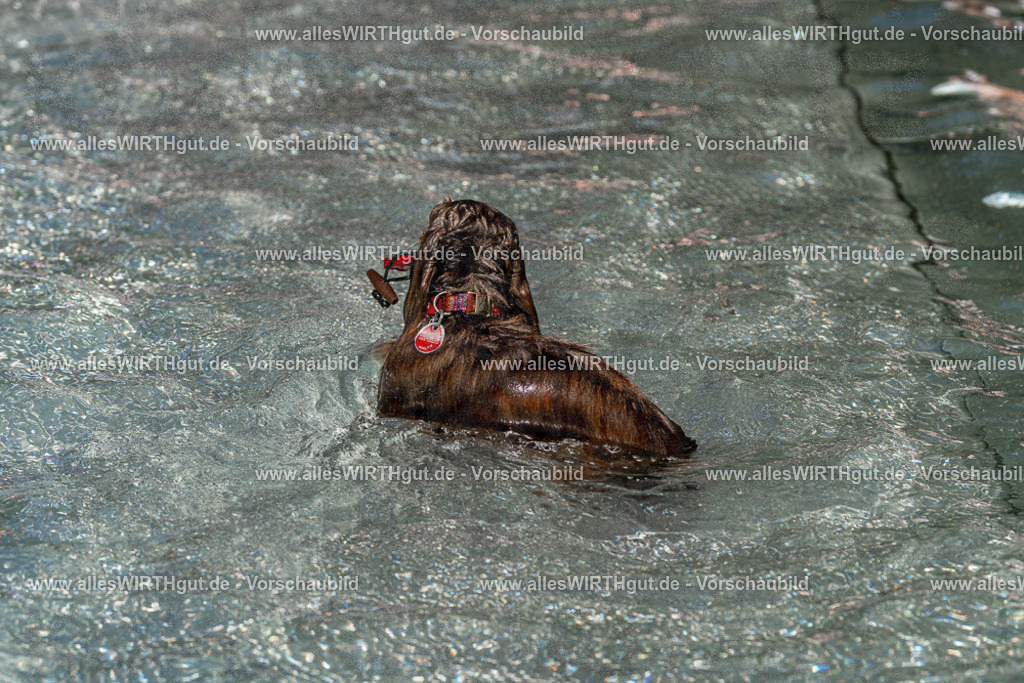 Hundeschwimmen_Volksbad_2026-allesWIRTHgut_Tierfotografie-2609061340-FAY06818 | Professionelle Tierfotografie in Mönchengladbach von Daniel Wirth (allesWIRTHgut). Liebevolle & natürliche Bilder von Hunden & Katzen für unvergessliche Erinnerungen.