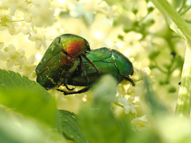 Goldglänzender Rosenkäfer (Cetonia aurata) | Der Goldglänzende Rosenkäfer (Cetonia aurata) ist ein 14–20 mm großer, metallisch grün-gold schillernder Blatthornkäfer mit weißen Flecken auf den Flügeldecken. Er gehört zur Familie der Rosenkäfer und wird häufig auf Blüten beobachtet. –  – The Green Rose Chafer (Cetonia aurata) is a 14–20 mm metallic green and gold beetle with white spots on the elytra. It belongs to the rose chafer family and is commonly found on flowers. - Realisiert mit Pictrs.com