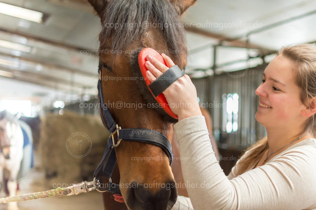 Horsewoman straightens the fur off the horse | Eine Nahaufnahme zeigt eine junge Frau auf einem Pferdehof. Sie glättet vorsichtig das Fell im Gesicht ihres Pferdes. Es ist ein Hannoveraner, der diese Massage genießt.