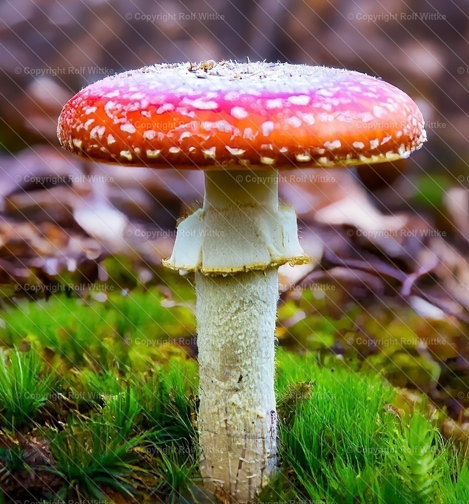 Fliegenpilz1.3 | Rolf Wittke  - Realisiert mit Pictrs.com