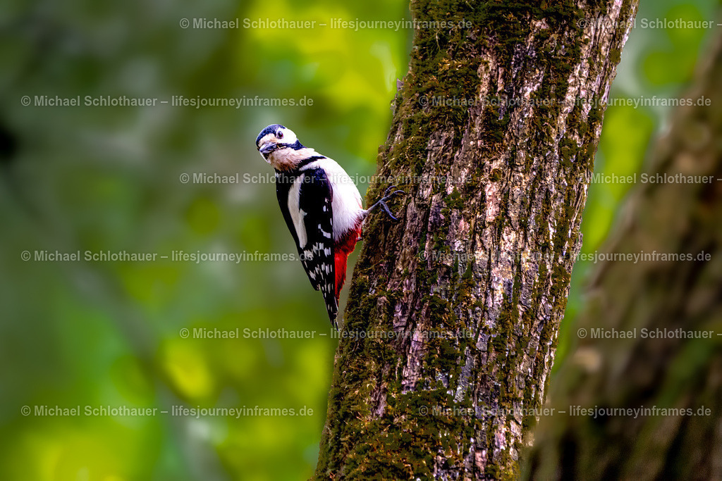 Specht | Wildlife- und Landschaftsfotografie als Wandbild, Poster & mehr. Einzigartige Naturmomente aus Neuseeland, Norwegen & weltweit – fotografiert von Michael Schlothauer. - Realisiert mit Pictrs.com