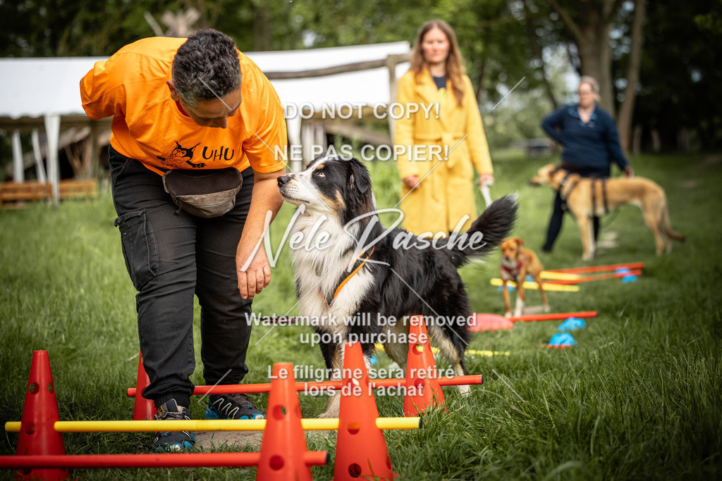 nelerasche_So-earlydog_60 | nelerasche