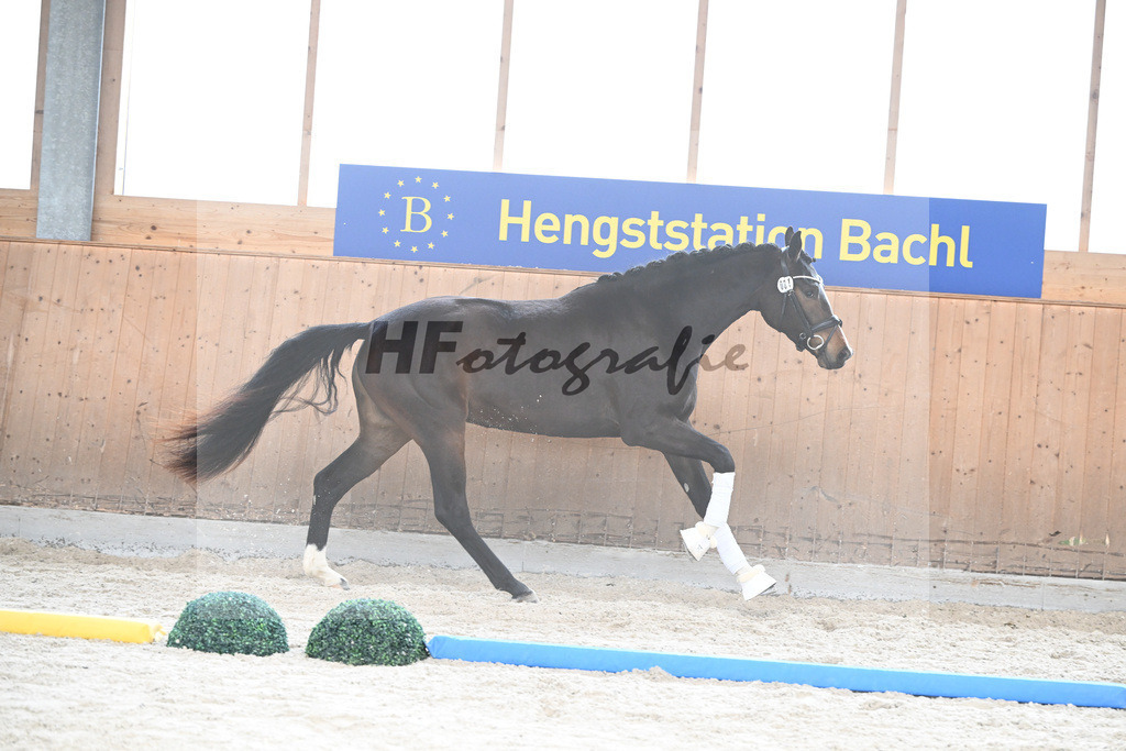 Kat-Nr. 81 Diva Evora v. Dynamic Dream_Rieder_7241399 | hf-fotografie - Realisiert mit Pictrs.com