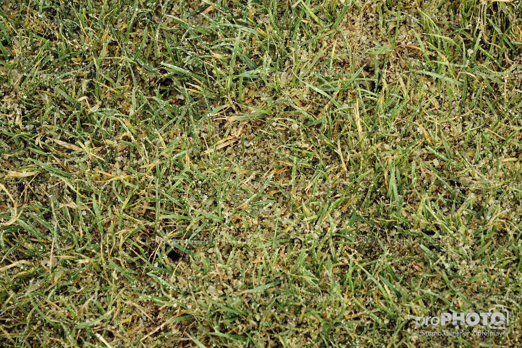 202507_Rernböck-Rasen_NZ9_1169 | proPHOTO - Realisiert mit Pictrs.com