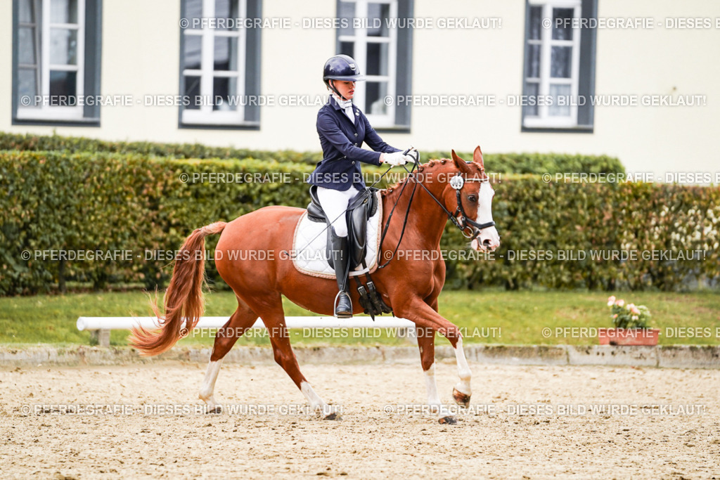 DSC08880 | Pferdegrafie