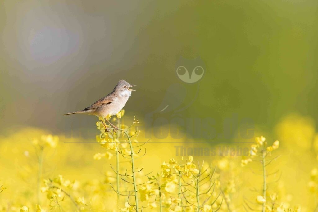 20170501080113 | Die Dorngrasmücke ist ein Singvogel aus der Gattung der Curruca und in Europa weit verbreitet. Sie bevorzugt Lebensräume mit dornigen Büschen, in denen sie ihr Nest anlegt. - Realisiert mit Pictrs.com