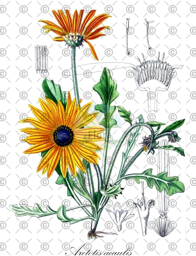 HistAbb_EMP_19579_7_FloraD_Simple | Historische Abbildung von Arctotis acaulis - Asteraceae | Historical Illustration of Arctotis acaulis - Asteraceae