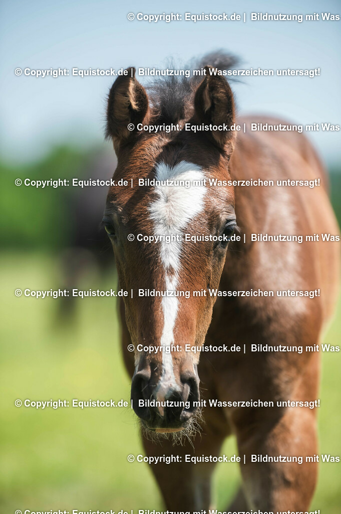 20210617_Fohlen_0176 | Foto: Thomas Hartig