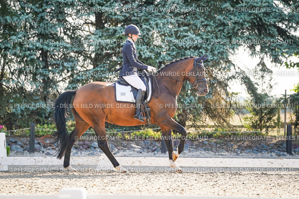 DSC08926 | Pferdegrafie