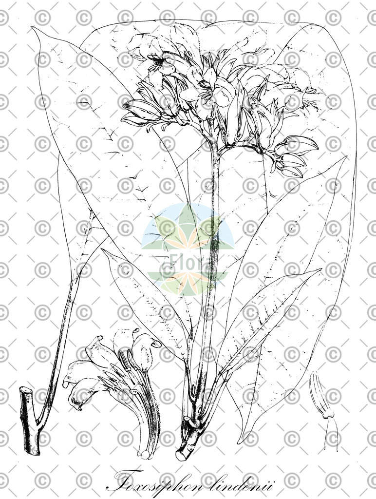 HistAbb_EMP_14743_1_SIMPLE | Historische Abbildung von Toxosiphon lindenii - Rutaceae | Historical Illustration of Toxosiphon lindenii - Rutaceae