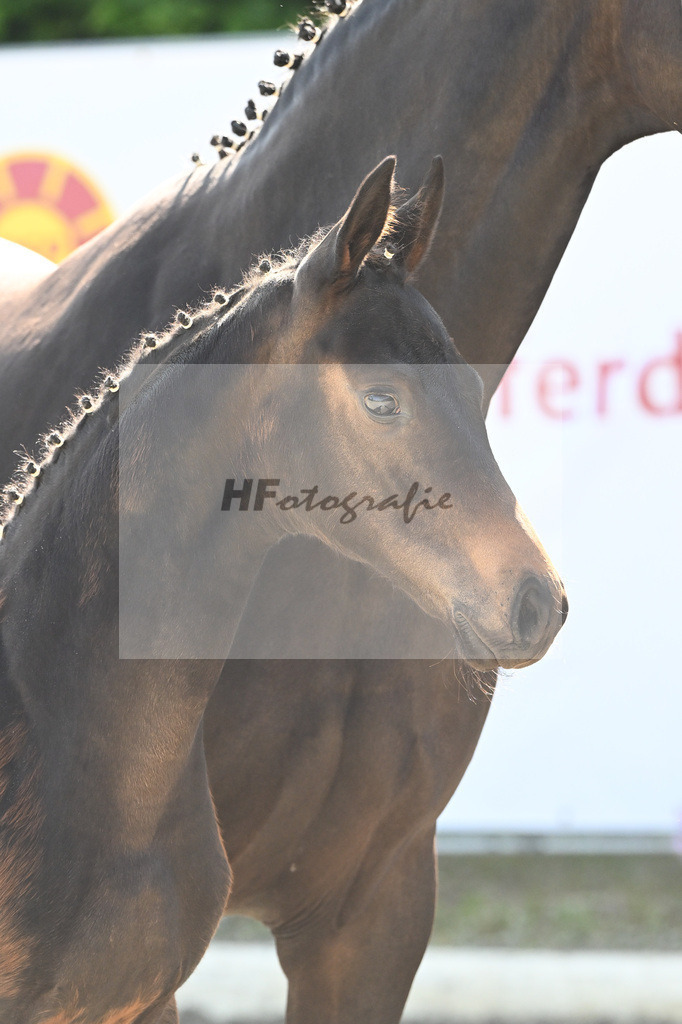Kat-Nr. 2 HF Escaneno_Ruetz_12230072 | hf-fotografie - Realizzato con Pictrs.com