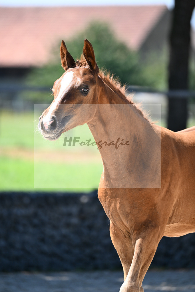 Kat-Nr. 6 Santos x Johnson_SF_Voglsang_26250385 | hf-fotografie - Realizzato con Pictrs.com