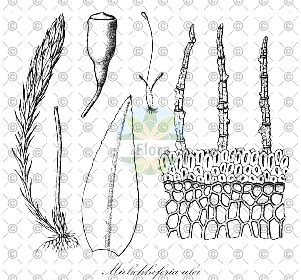 HistAbb_wfo-0000075001_1_ENZY_Simple | Historische Abbildung von Mielichhoferia ulei - Mniaceae | Historical Illustration of Mielichhoferia ulei - Mniaceae