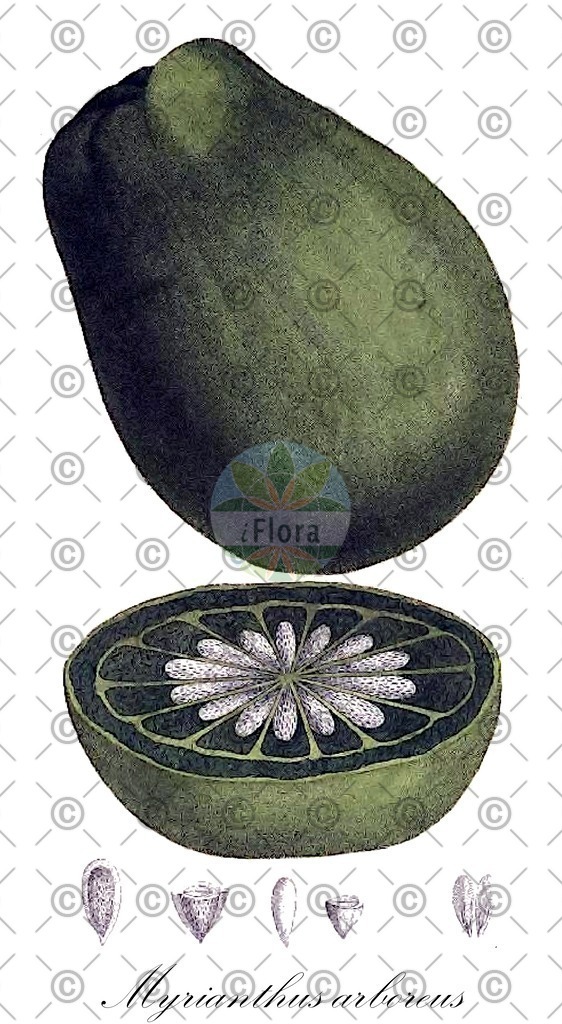 HistAbb_wfo-0000452192_1_ENZY_Simple | Historische Abbildung von Myrianthus arboreus - Urticaceae | Historical Illustration of Myrianthus arboreus - Urticaceae