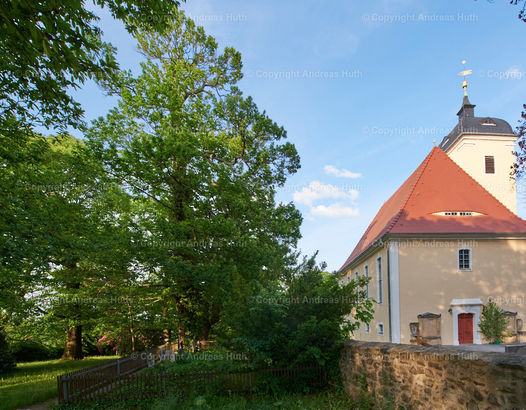Einer der nördlichsten Edelkastanienhaine Europas (16. JH.) neben der Kirche Miltitz  01 | Bedeutsame Landschaften Deutschlands - Realisiert mit Pictrs.com