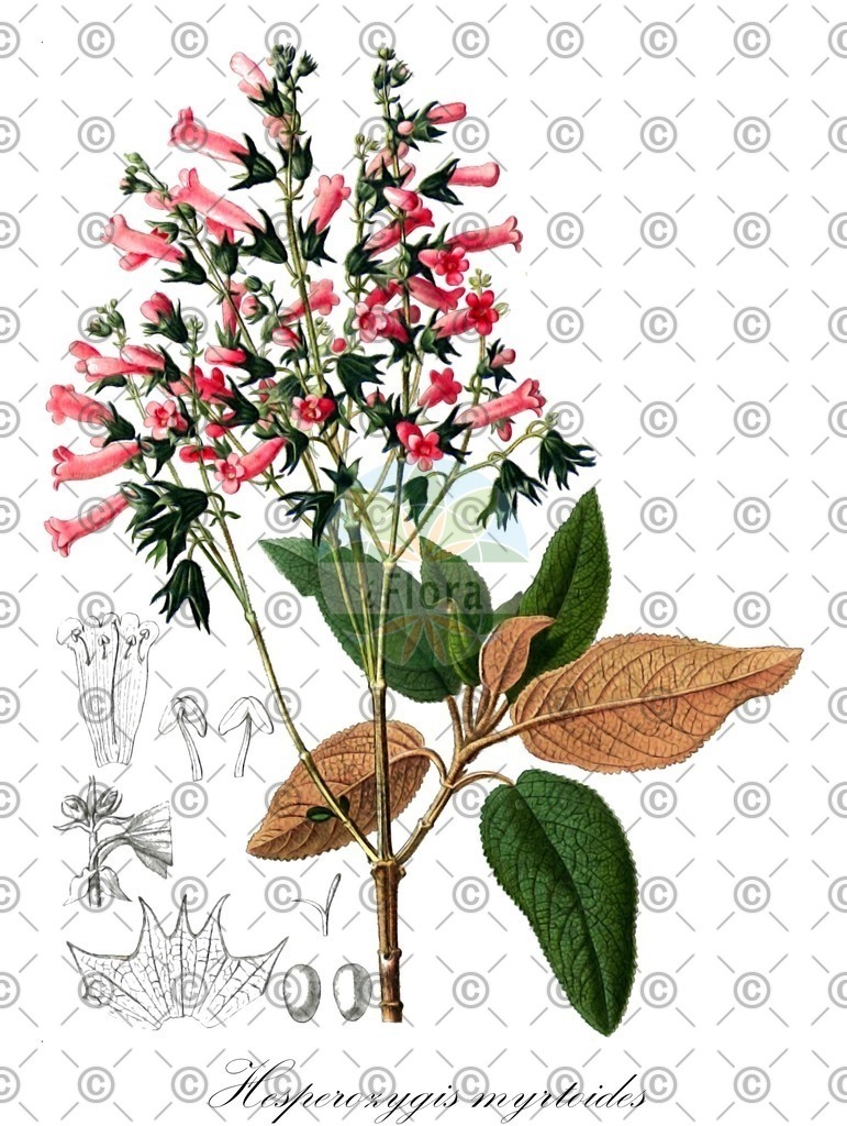 HistAbb_wfo-0000981885_1_ENZY_Simple | Historische Abbildung von Hesperozygis myrtoides - Lamiaceae | Historical Illustration of Hesperozygis myrtoides - Lamiaceae