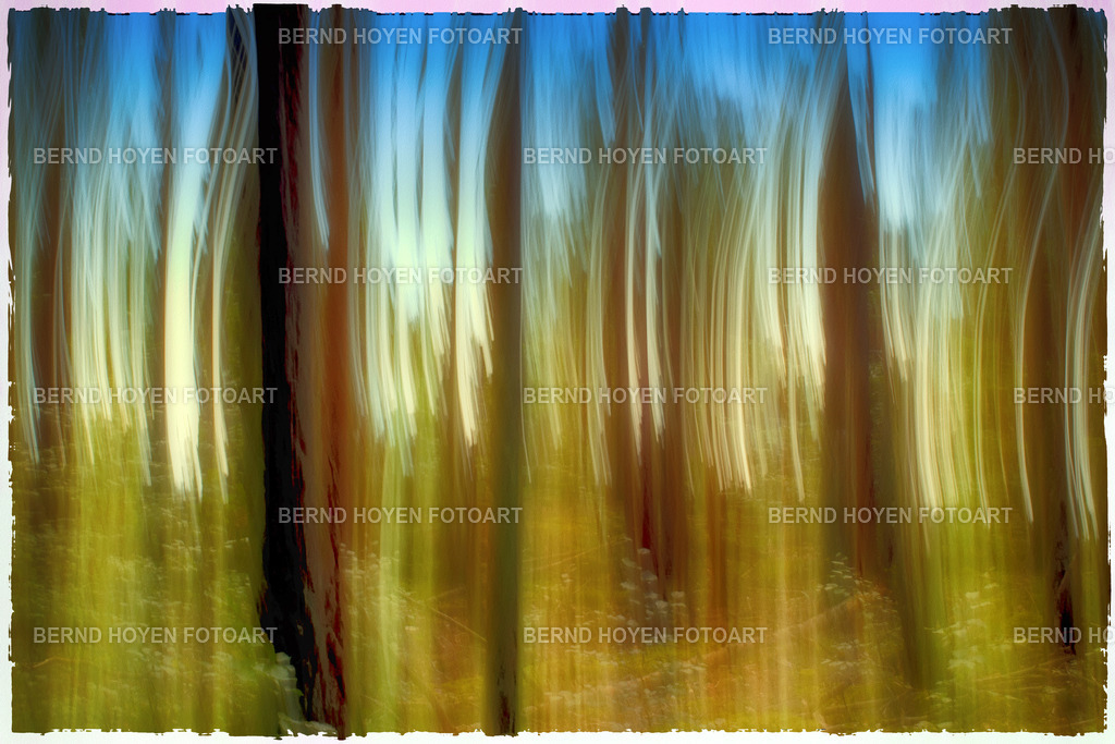 the obscure forest | Fotografie einiger Bäume im Dahner Felsenland/Rheinland-Pfalz, Deutschland.Die Aufnahme entstand durch Langzeitbelichtung und Mitziehen der Kamera (ICM / Wischtechnik). Durch entsprechende Bildbearbeitung wurde ein malerischer Effekt hinzugefügt. | Photographs of some trees in the Dahner Felsenland region of Rhineland-Palatinate, Germany.The image was created using a long exposure and panning the camera (ICM / panning technique). A painterly effect was added through appropriate image editing. - Realisiert mit Pictrs.com