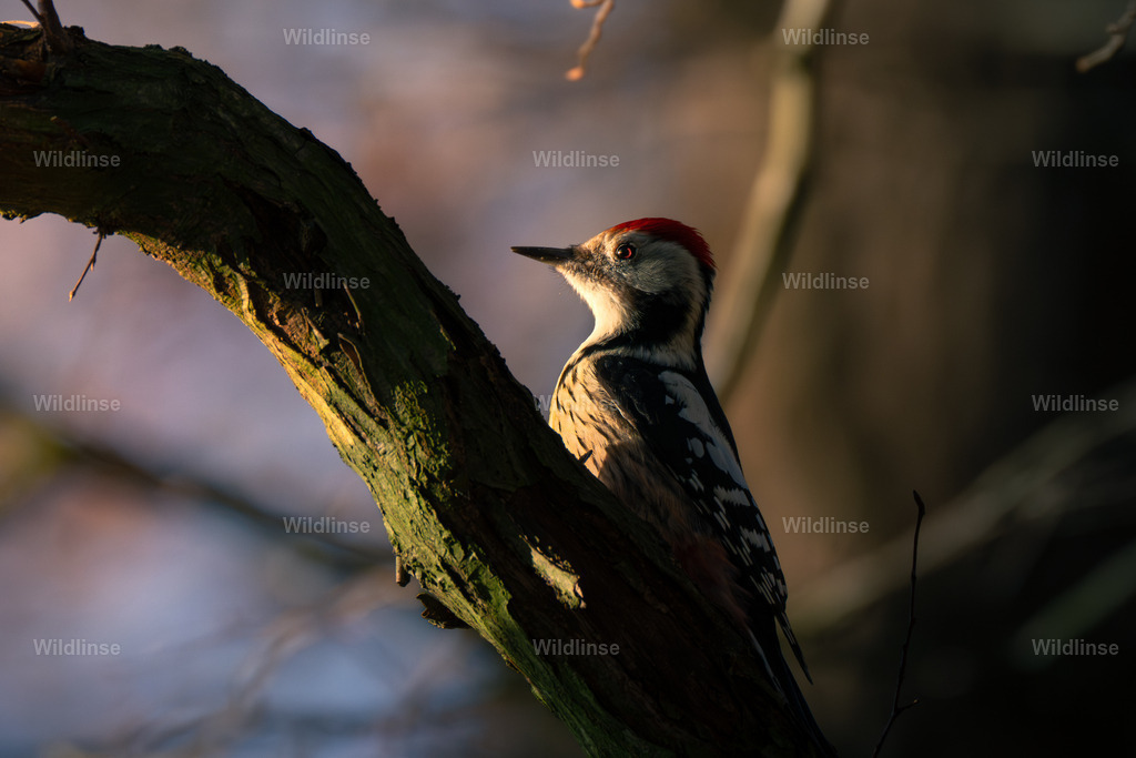 Wildlinse-251121-4 | Willkommen bei Wildlinse. Wildtierfotografien aus Schleswig-Holstein: Entdecke einzigartige Fine-Art-Prints und Poster, die Ruhe, Wildnis und die Schönheit unserer heimischen Tierwelt in dein Zuhause bringen. - Realisiert mit Pictrs.com
