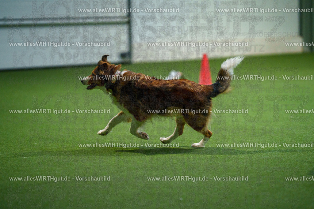 7R504093 | Professionelle Tierfotografie in Mönchengladbach von Daniel Wirth (allesWIRTHgut). Liebevolle & natürliche Bilder von Hunden & Katzen für unvergessliche Erinnerungen.