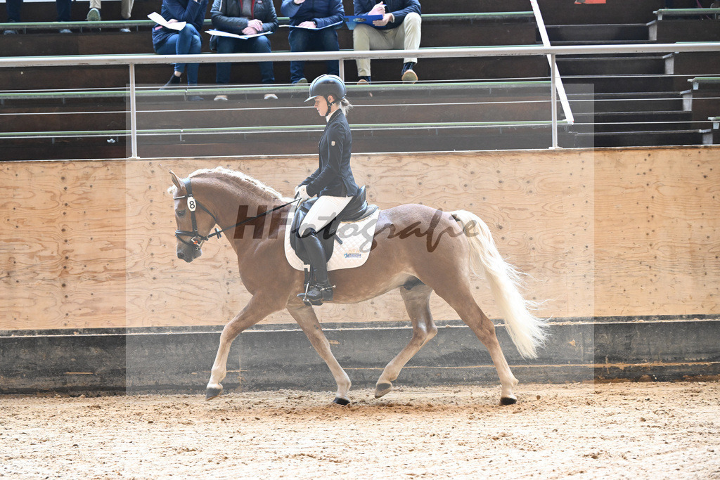 Kat-Nr. 8 Eiswind_Sendig Gestuet Meura_44240269 | hf-fotografie - Realisiert mit Pictrs.com