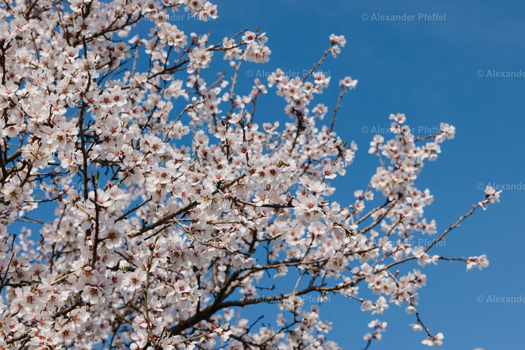 foto_c_pfeffel-partner-0176-R52_2625 | alexander-pfeffel - Realisiert mit Pictrs.com