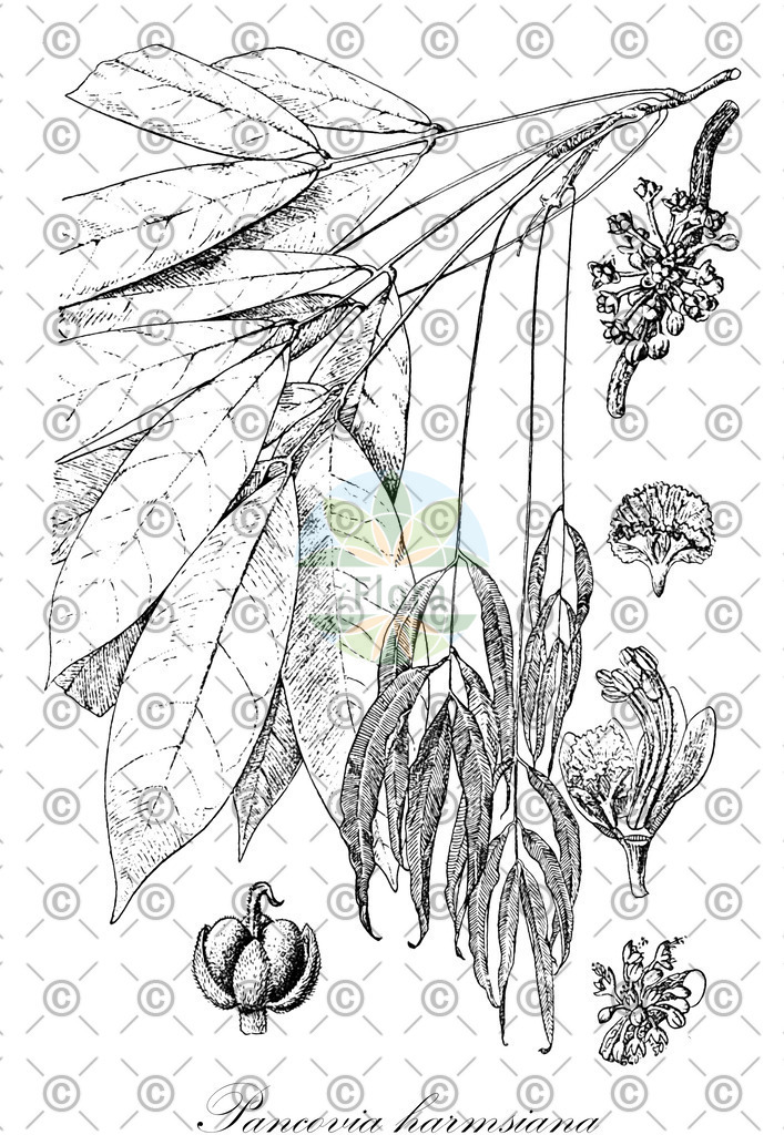 HistAbb_EMP_58815_3_FloraD_Simple | Historische Abbildung von Pancovia harmsiana - Sapindaceae | Historical Illustration of Pancovia harmsiana - Sapindaceae