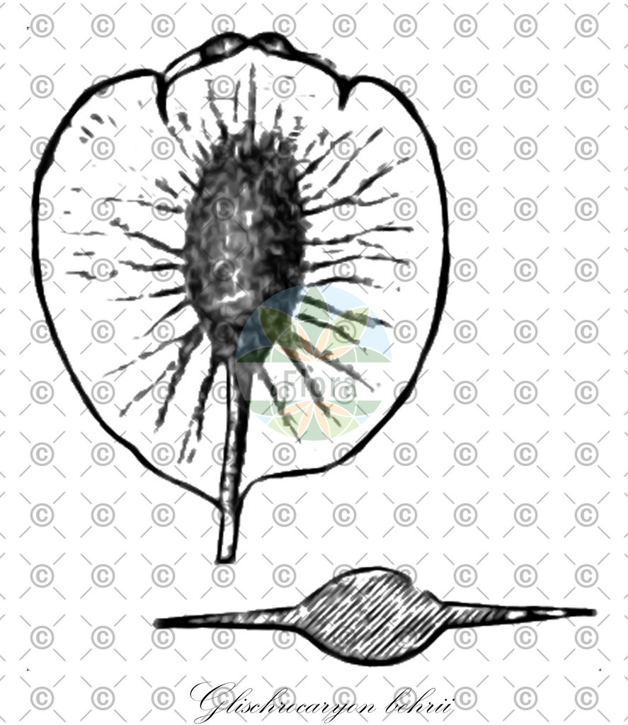 HistAbb_wfo-0000430660_1_ENZY_Simple | Historische Abbildung von Glischrocaryon behrii - Haloragaceae | Historical Illustration of Glischrocaryon behrii - Haloragaceae