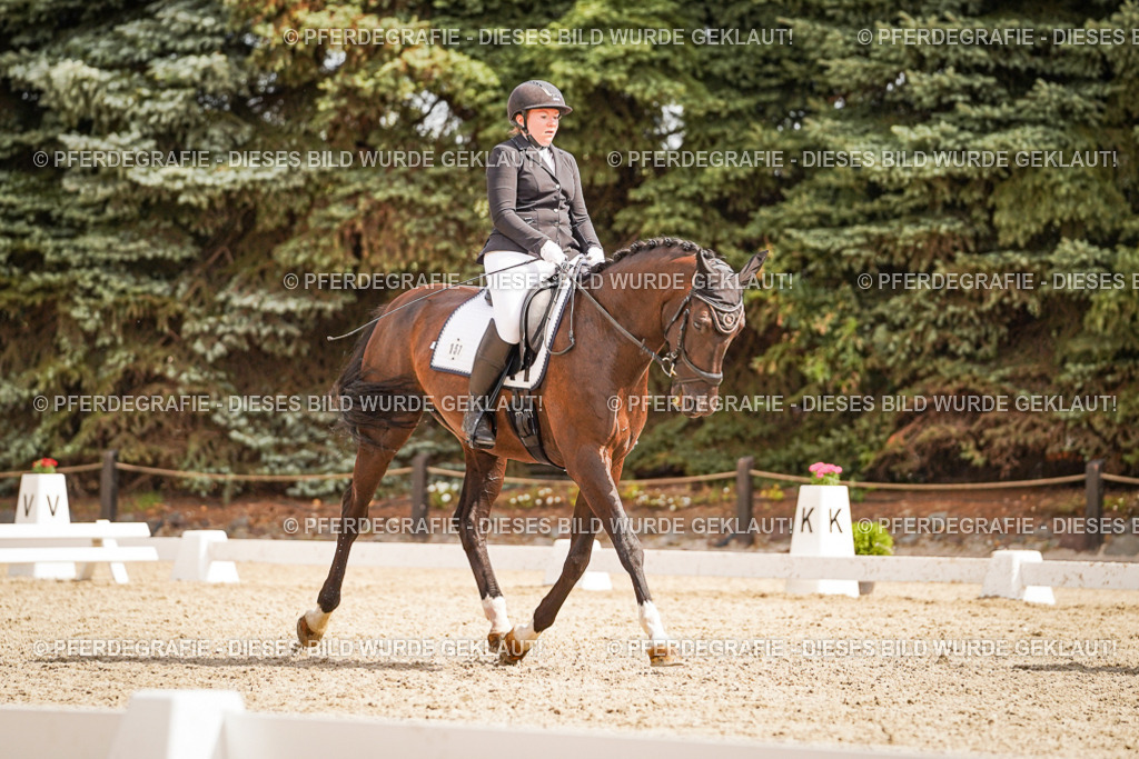 DSC01586 | Pferdegrafie