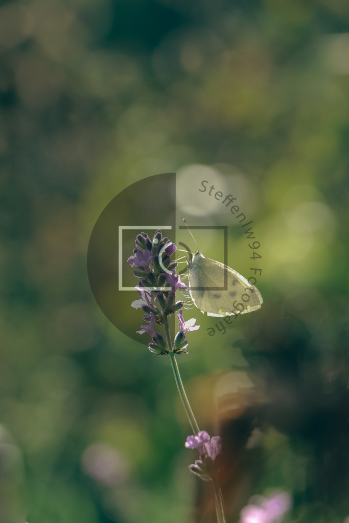 Wandbild Schmetterling | Ich bin Fotograf und auf meiner Webseite hast du die Möglichkeit meine fotografie als Wandbilder druckfertig für dein Zuhause zu bestellten. - Realisiert mit Pictrs.com