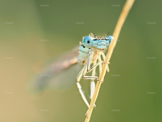 Blaue Federlibelle (Platycnemis pennipes) | Inanta - Realisiert mit Pictrs.com