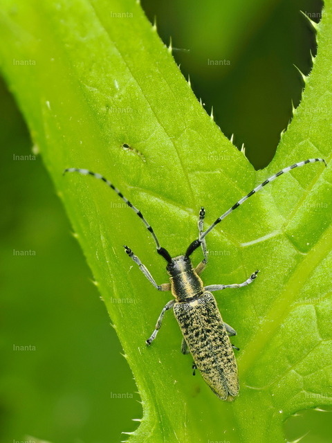 Scheckhornbock (Agapanthia villosoviridescens) | Der Scheckhornbock (Agapanthia villosoviridescens), auch Scheckhorn-Distelbock oder Nesselbock genannt, ist ein 10–23 mm großer Bockkäfer mit schwarz-gelber Längsstreifung am Halsschild und abwechselnd grau-schwarz geringelten Fühlern. Er gehört zur Familie der Bockkäfer und lebt vor allem auf Brennnesseln und Disteln. –  – The Golden-bloomed Grey Longhorn (Agapanthia villosoviridescens), also known as the Nettle Longhorn, is a 10–23 mm longhorn beetle with black-yellow longitudinal stripes on the pronotum and alternately grey-black ringed antennae. It belongs to the longhorn beetle family and lives mainly on nettles and thistles. - Realisiert mit Pictrs.com