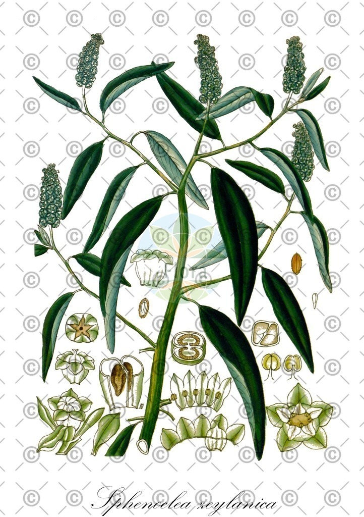 HistAbb_wfo-0000900802_1_ENZY_Simple | Historische Abbildung von Sphenoclea zeylanica - Sphenocleaceae | Historical Illustration of Sphenoclea zeylanica - Sphenocleaceae