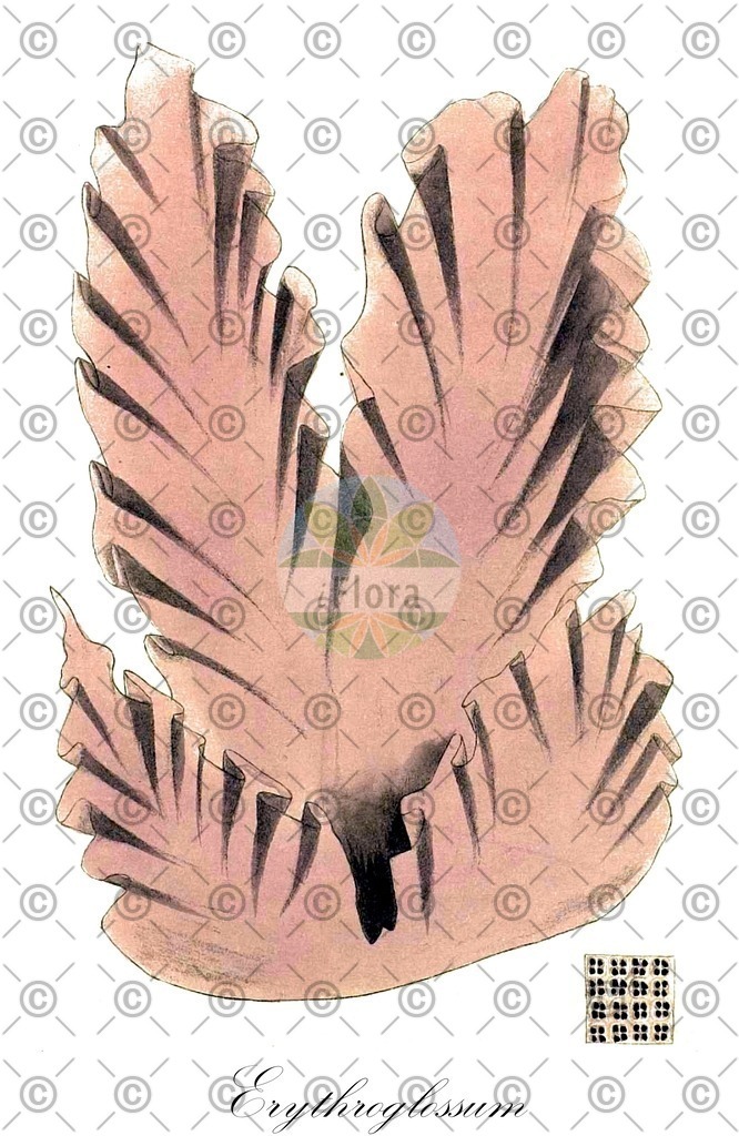 HistAbb_wfo-0000679589_1_ENZY_Simple | Historische Abbildung von Erythroglossum - Delesseriaceae (0) | Historical Illustration of Erythroglossum - Delesseriaceae (0)