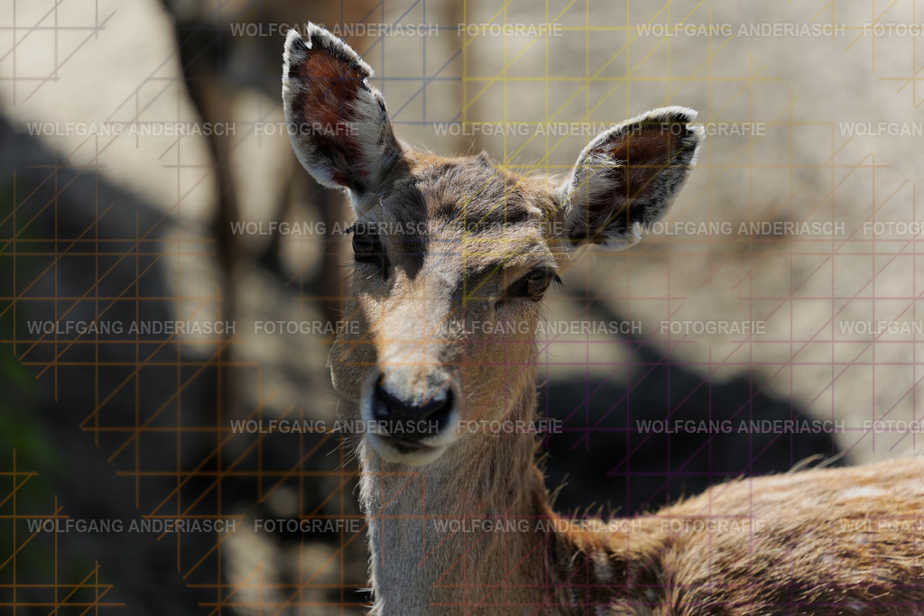 253L1215_wa | Ein stiller Moment im Opel Zoo: Der Blick des Tieres erzählt von Gelassenheit, Präsenz und Nähe. Ungestellt, ruhig und auf Augenhöhe fotografiert – ein Augenblick, der bleibt. - Realisiert mit Pictrs.com
