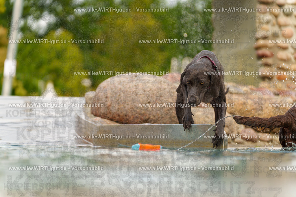 Hundeschwimmen_Grefrath_2026-allesWIRTHgut_Tierfotografie-11_08-7R503119 | Professionelle Tierfotografie in Mönchengladbach von Daniel Wirth (allesWIRTHgut). Liebevolle & natürliche Bilder von Hunden & Katzen für unvergessliche Erinnerungen.
