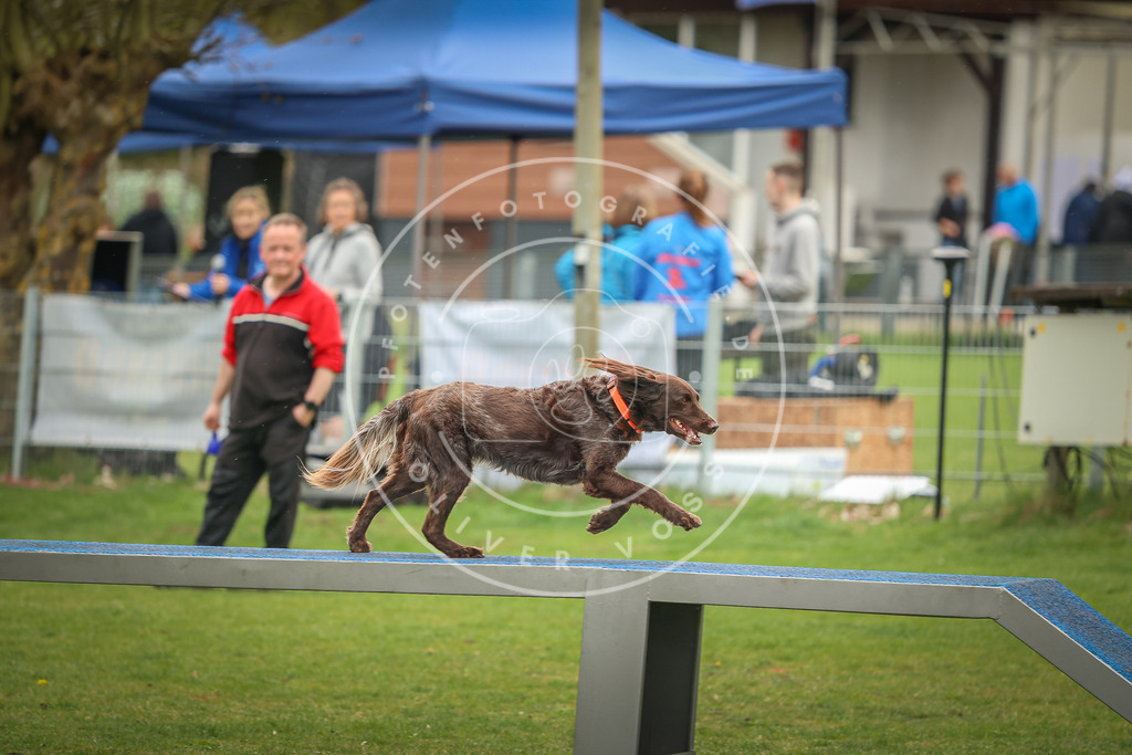 Pfotenfotografie_0L8A1693 | Hundefotografie, Tierfotograf, Pfotenfotografie, Fotoshooting Hund, Hunde Portrait, Hundesport, Hundeportraits, Heideshooting, Hunde, Sportfotograf, Hundefotograf, Turnierhundsport, THS,  - Realisiert mit Pictrs.com